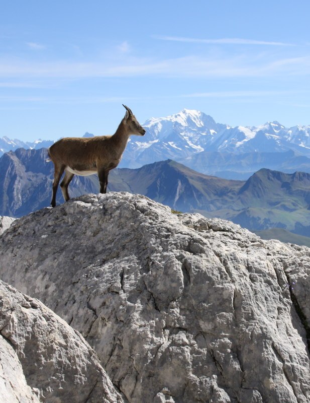 bouquetins montagne tournette mont blanc