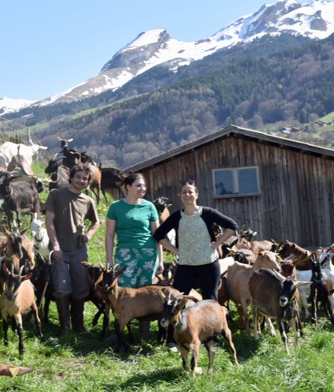 chèvre refuge ferme montagne chevrefeuille